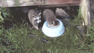 16119052924666.gif